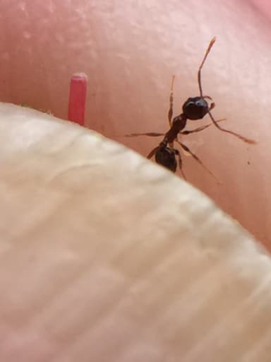 Pheidole megacephala photo 57