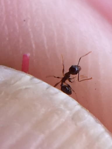 Pheidole megacephala photo 58