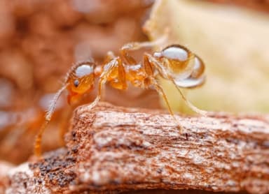 Pheidole megacephala photo 65