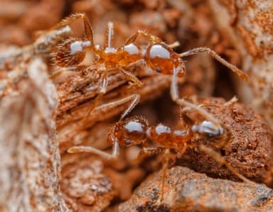 Pheidole megacephala photo 66