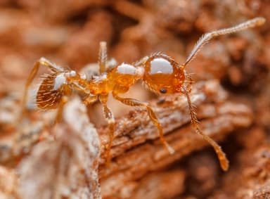 Pheidole megacephala photo 67