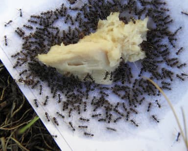 Pheidole megacephala photo 68