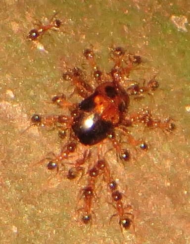 Pheidole megacephala photo 69