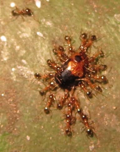 Pheidole megacephala photo 70