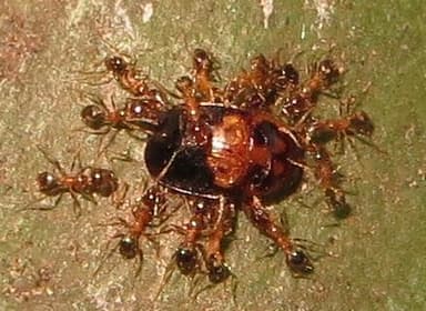 Pheidole megacephala photo 71