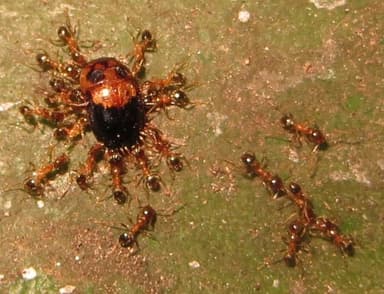 Pheidole megacephala photo 72