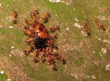 Pheidole megacephala photo 73