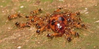 Pheidole megacephala photo 74