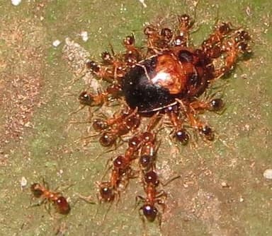 Pheidole megacephala photo 75