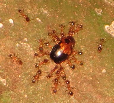 Pheidole megacephala photo 76