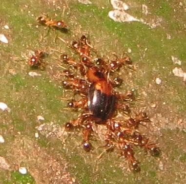 Pheidole megacephala photo 77
