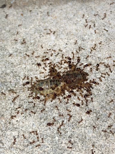 Pheidole megacephala photo 78