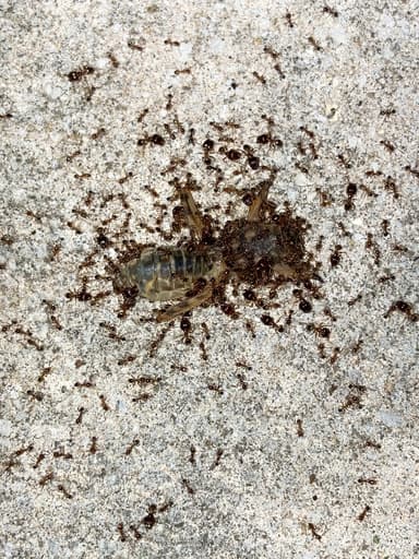 Pheidole megacephala photo 79