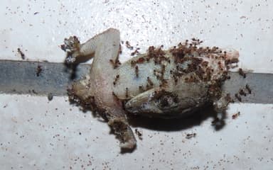 Pheidole megacephala photo 80