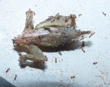 Pheidole megacephala photo 83