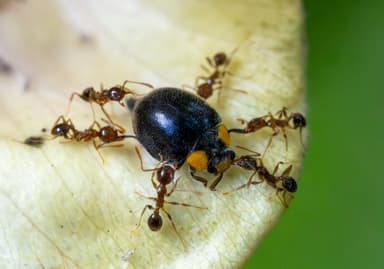 Pheidole megacephala photo 85