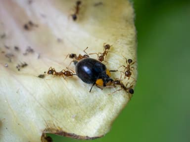 Pheidole megacephala photo 86