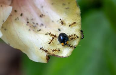 Pheidole megacephala photo 87