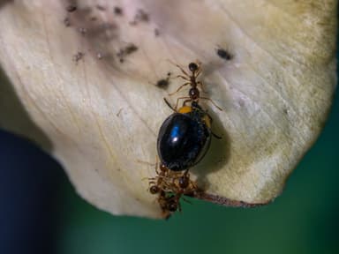 Pheidole megacephala photo 88