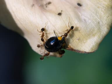 Pheidole megacephala photo 89