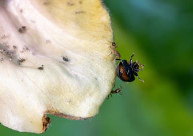 Pheidole megacephala photo 91