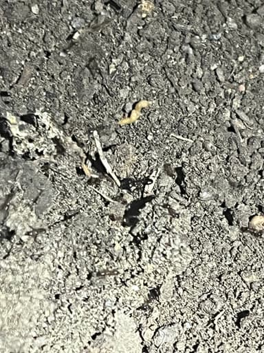 Pheidole megacephala photo 92