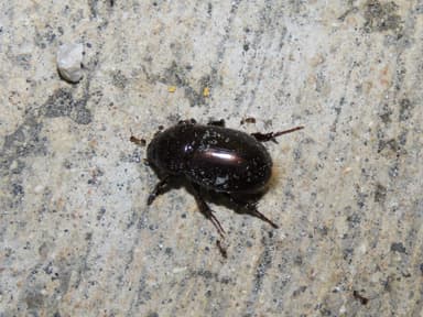 Pheidole megacephala photo 96