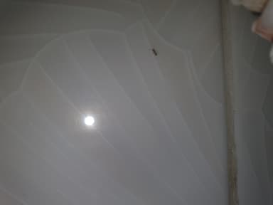 Pheidole megacephala photo 97
