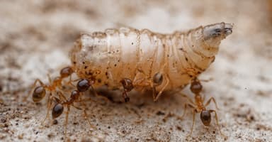 Pheidole megacephala photo 100