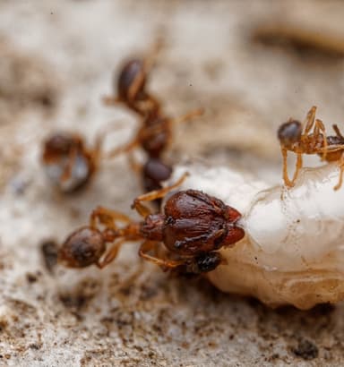 Pheidole megacephala photo 101