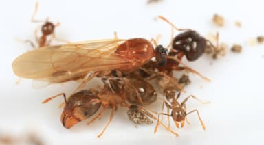 Pheidole megacephala — queen photo 107