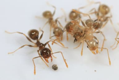 Pheidole megacephala — queen photo 109