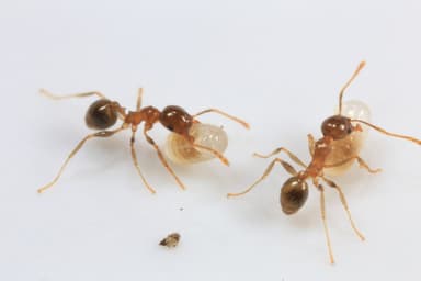 Pheidole megacephala — queen photo 110