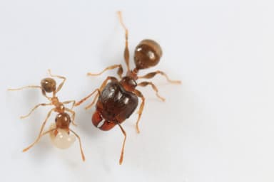 Pheidole megacephala — queen photo 111