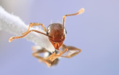 Pheidole megacephala — queen photo 112