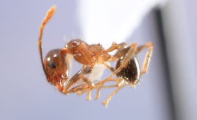 Pheidole megacephala — queen photo 113