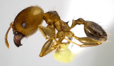 Pheidole megacephala photo 115