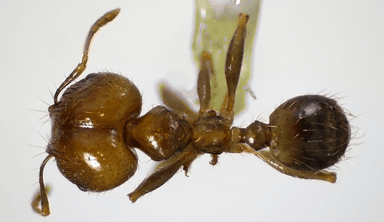 Pheidole megacephala photo 116