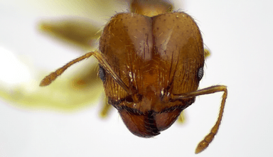 Pheidole megacephala photo 117