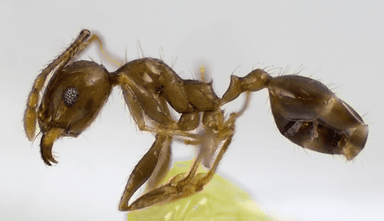 Pheidole megacephala photo 118