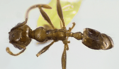 Pheidole megacephala photo 119