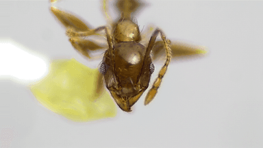 Pheidole megacephala photo 120