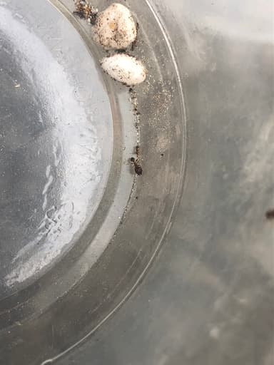 Pheidole megacephala photo 122