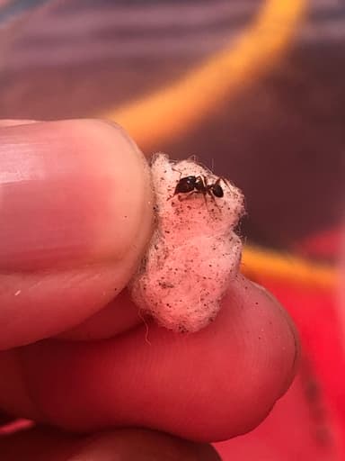 Pheidole megacephala photo 123