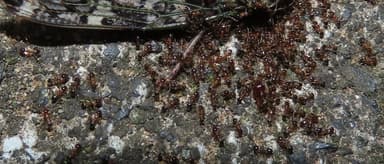 Pheidole megacephala photo 126
