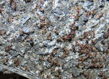 Pheidole megacephala photo 127