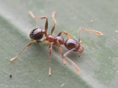 Pheidole megacephala photo 128