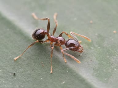 Pheidole megacephala photo 129