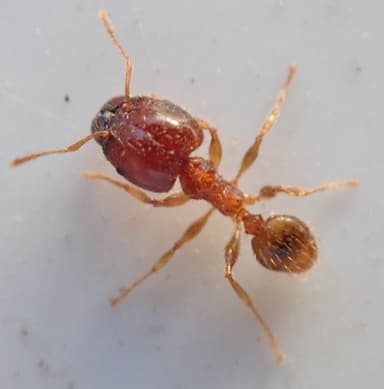 Pheidole megacephala photo 130