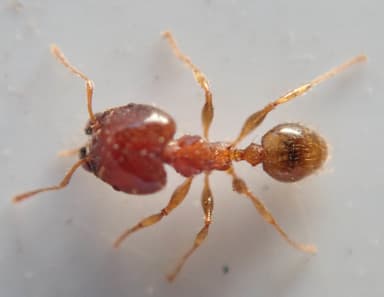Pheidole megacephala photo 131